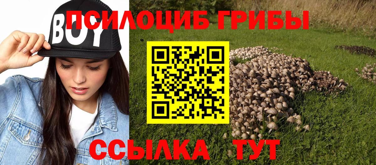 Псилоцибиновые грибы мицелий Унеча